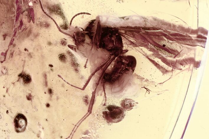 Detailed Fossil Fly and Winged Ant in Baltic Amber #335825